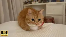 萌猫大集合 😻