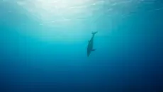 《海底》 一支榴莲 原版 配唯美mv